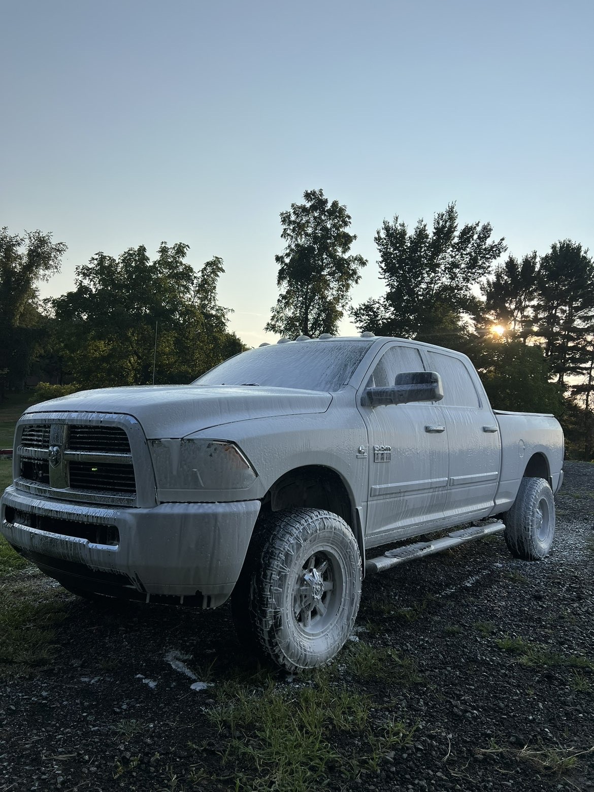 Ram covered in foam during wash